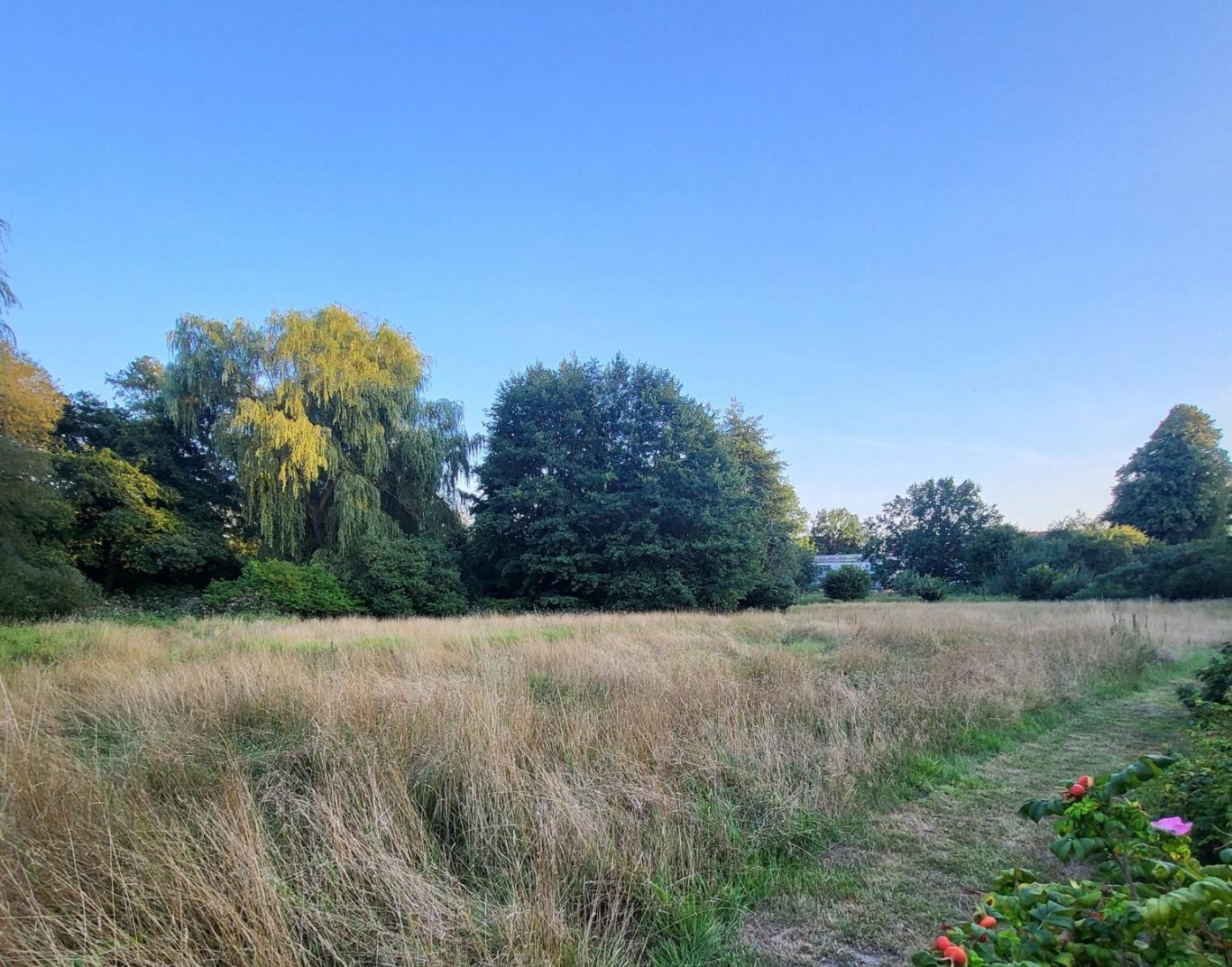 NATURSCHUTZGEBIET IN DER NÄHE Grünes Feld mit hohem Gras und Bäumen unter klarem blauen Himmel.
